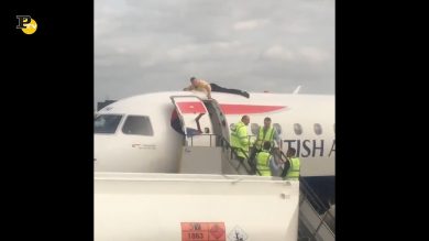 Londra, attivista di Extinction Rebellion sale sul tetto di un aereo