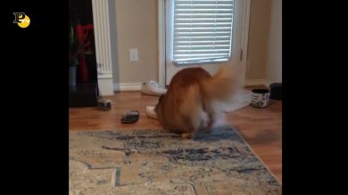 Un simpatico cagnone gioca con le scarpe del suo padrone