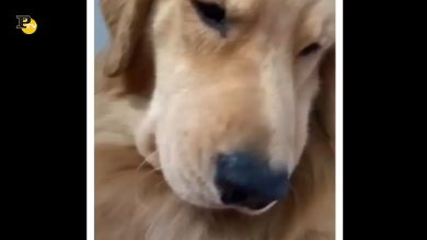 Un cagnolone ha bisogno di tante coccole dalla sua padrona