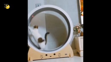 Un gatto gira nella ruota come se fosse un criceto