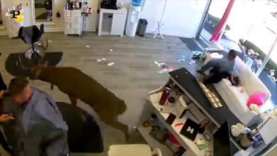 New York, cervo entra in un salone di bellezza seminando panico