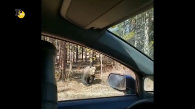 Canada, gli orsi grizzly stanno morendo per mancanza di cibo