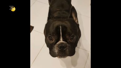 Un simpatico cane carlino fa il verso del maiale