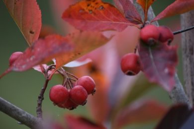 Orticolario 2019: natura e arte in mostra a Cernobbio