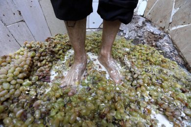 Il nuovo turismo tra cantine, vigneti e vendemmia