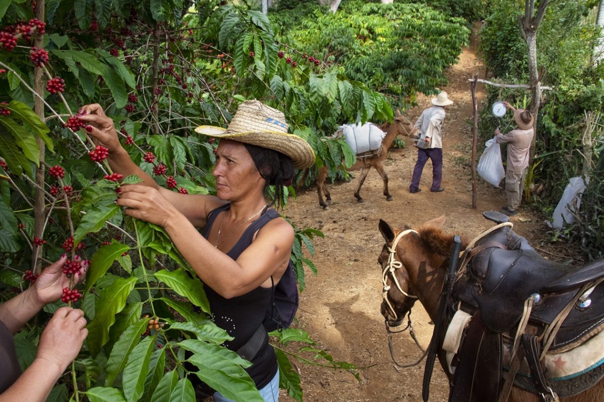 L’impegno di Lavazza per sostenere la comunità di Cuba