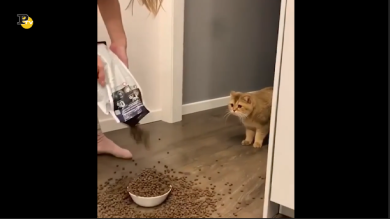 Gatto davvero spaventato davanti ad una gigantesca ciotola di pappa