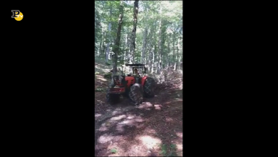 Vania Zoppè, l’instancabile donna boscaiola nella foresta del Cansiglio