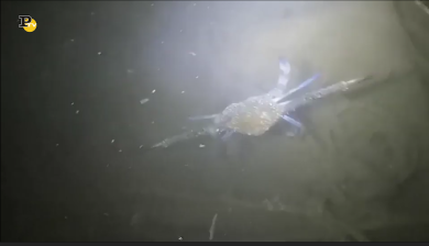 Avvistamento di una nuova specie di granchio a Lampedusa