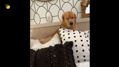 Una bella sorpresa dietro ai cuscini