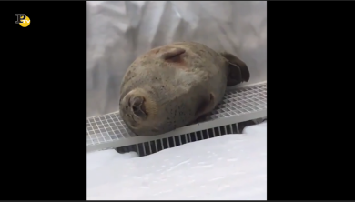 Il risveglio della domenica