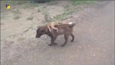 La storia del cane salvatore e della piccola scimmia