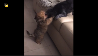 Cuccioli di cane molto giocherelloni