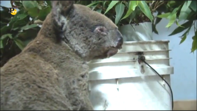 Aggiornamenti sul koala salvato in Australia