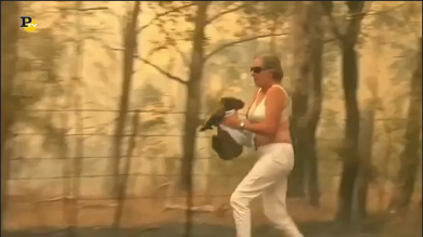 Una donna salva un koala da un incendio