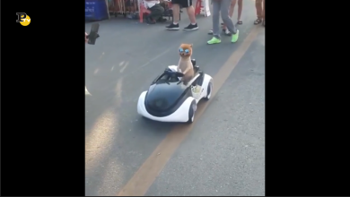 Il cagnolino automobilista