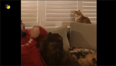 Il gatto disturba il riposo di tutta la famiglia