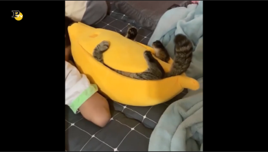 Un gatto e la sua nuova cuccia