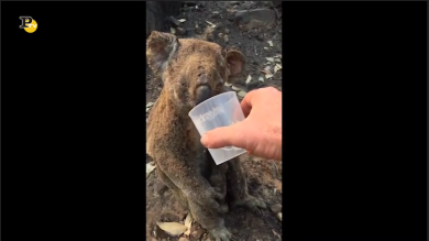 Koala sopravvive a un incendio in Australia