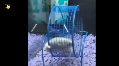 Il criceto maratoneta