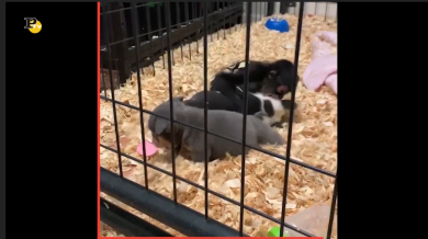 Scimmietta gioca con due cuccioli