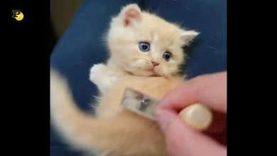 Un gatto si fa accarezzare dal suo padrone