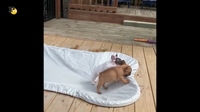 Tre adorabili cuccioli giocano insieme