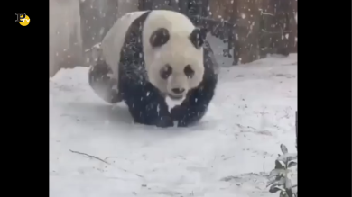 Panda che gioca felice in mezzo alla neve