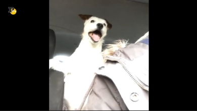 Bisogna sempre allacciare le cinture!