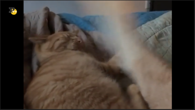 La coda del cane è una vera tortura per il povero gatto che vuole dormire