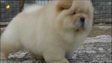 Due cani cicciottelli e pelosi che sembrano dei peluche