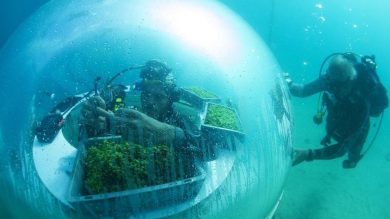 Qui il basilico cresce sotto il mare