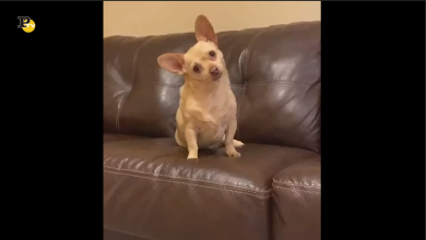 Un regalo di Natale molto speciale