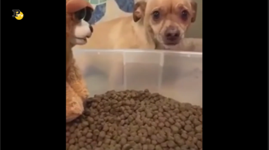 Questo cagnolino difende con tenacia la sua ciotola di pappa