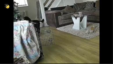 Cosa combina il nostro cane quando noi non siamo a casa?