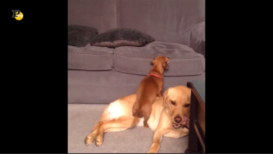 Come salire sul divano se si è piccolini