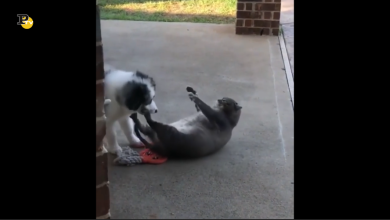 La divertente storia del gatto ciccione arrabbiato con un cane