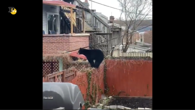 Un orso in fuga fra le case di Wilmington nel Delaware