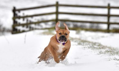 Quasi quasi mi clono il cane