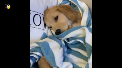 Cucciolo di cane dall’aria pensierosa