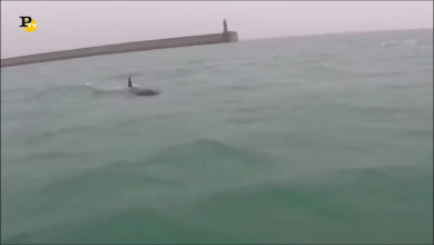 Sorprendente avvistamento di 3 orche nel porto di Genova