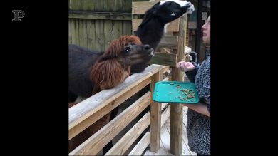 La ragazza prova a dare da mangiare al lama ma…