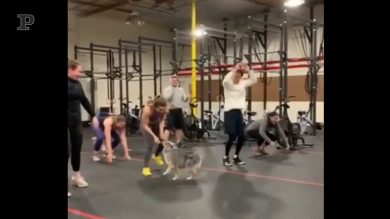 Il cane vuole tenersi in forma