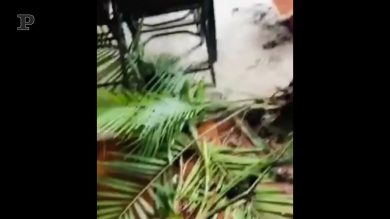 Il cane ha combinato un bel guaio