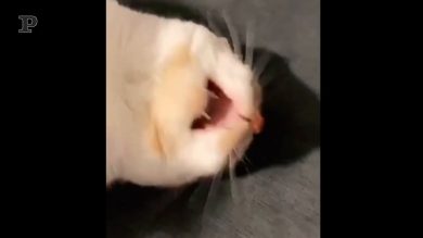 Non fate arrabbiare il gatto