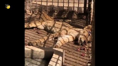 Lo Zoo Lager In Sudan