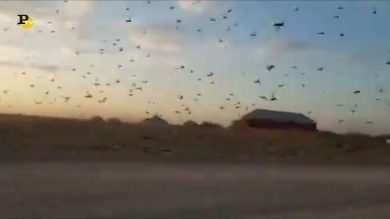 Terrificante invasione di cavallette nel Corno d’Africa | video