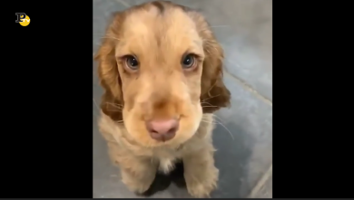 Il cucciolo dai bellissimi occhioni