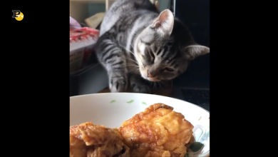 Un gatto ladruncolo e la coscia di pollo
