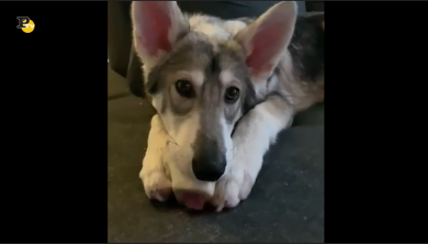 Il cane e il suo osso